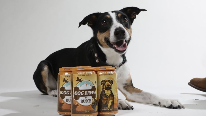 Busch debuts non-alcoholic 'Turkey Brew' for dogs