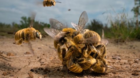 "The big buzz" by Karine Aigner won the overall Wildlife Photographer of the Year award.