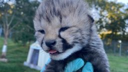 The 17th litter of cheetah cubs were born at the Smithsonian's National Zoo and Conservation Biology Institute and can be watched live on their Cheetah Cub Cam.