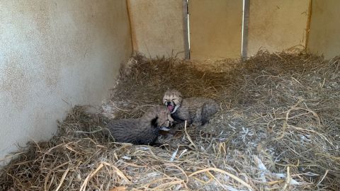 The Cheetah Cub Cam is a unique way to get acquainted with the vulnerable species, said Adrienne Crosier, a cheetah biologist at SCBI.