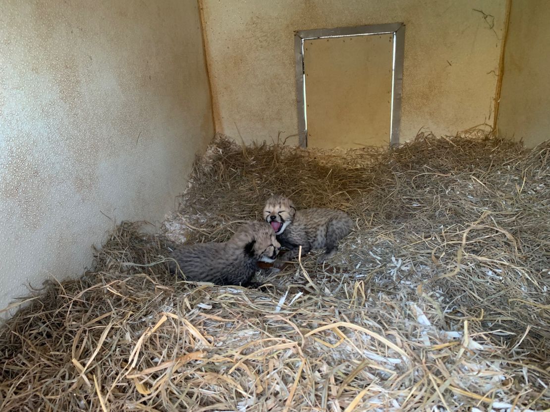 Cub cam offers a unique glimpse into the early days of a vulnerable