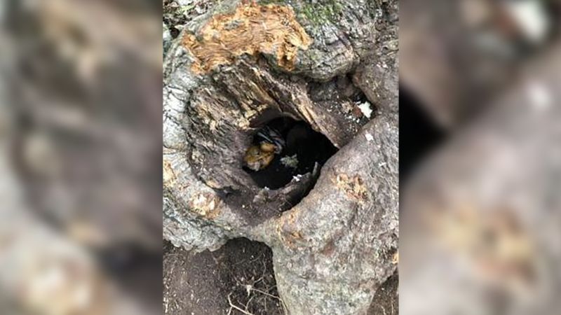 New York hunter charged with illegally using doughnuts as bait to attract bears