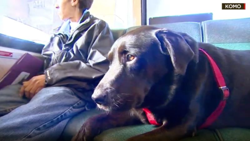 Seattle’s famous bus-riding dog Eclipse has died | CNN
