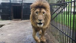 A total of nine lions rescued from Ukraine and then transported to Romania have arrived at their final homes in Colorado.