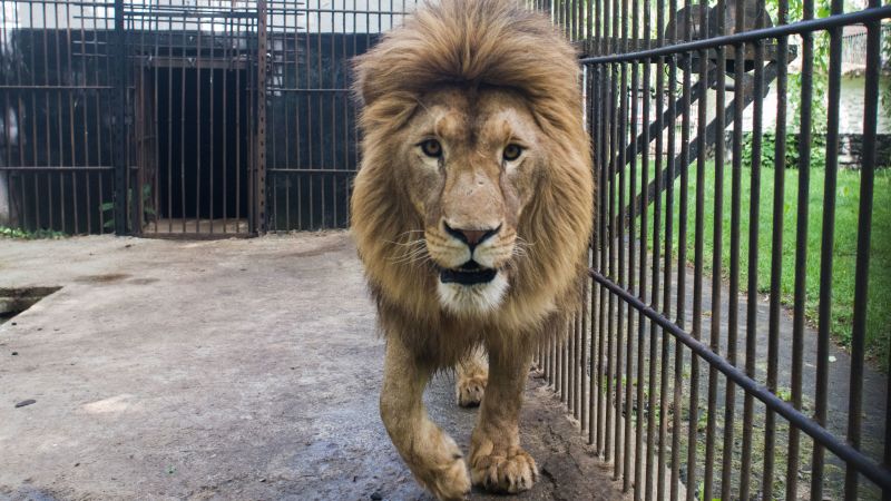 Lions rescued from Ukraine make Colorado sanctuary their forever home | CNN