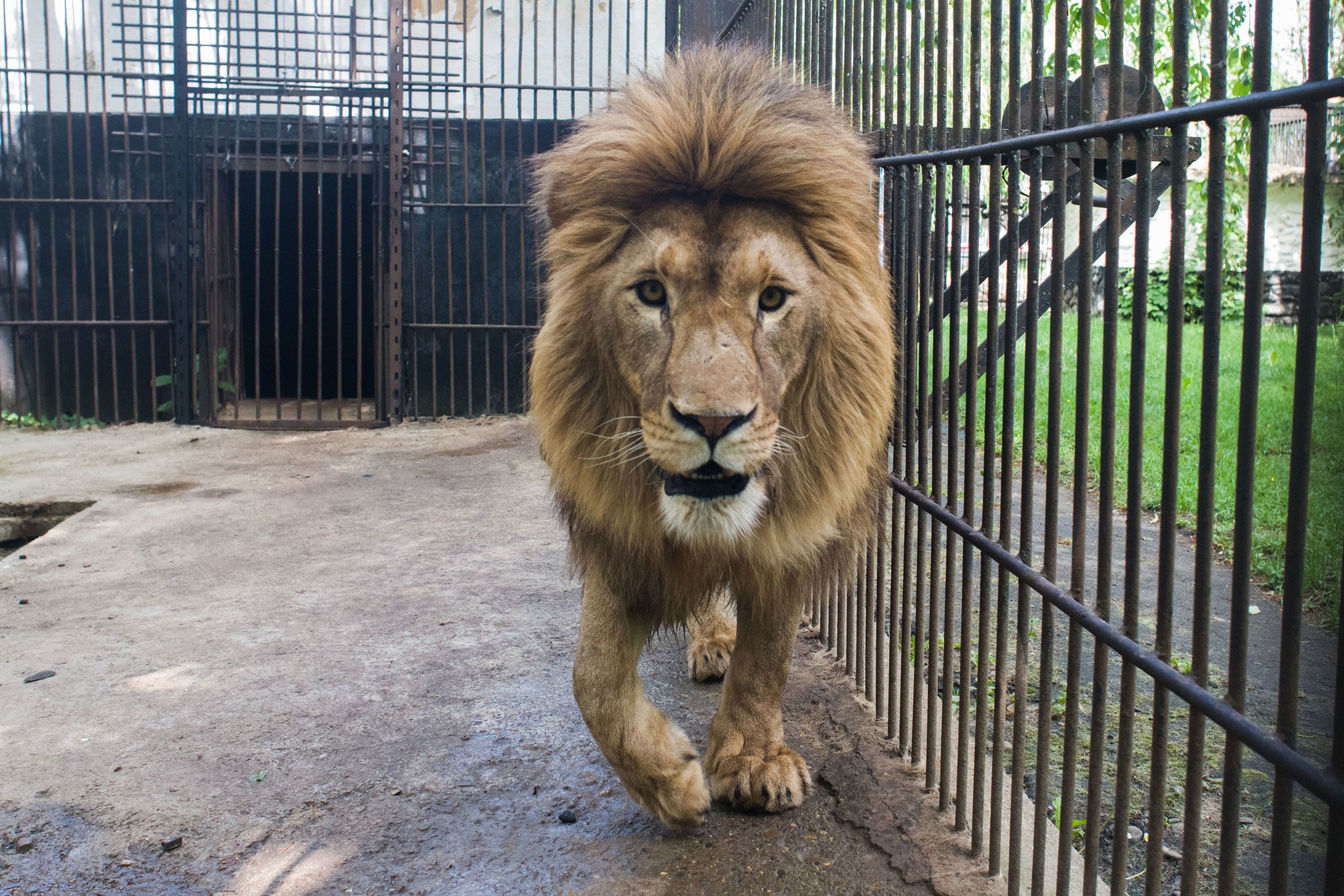 Lions rescued from Ukraine arrive in Colorado | CNN Lions rescued from Ukraine arrive in Colorado | CNN