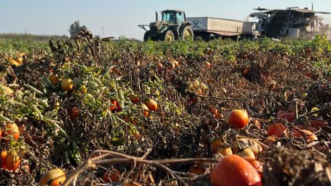 During the harvesting season, truckloads of tomatoes are driven straight from the farm to plants where they are tested, cleaned and processed within hours of being picked.