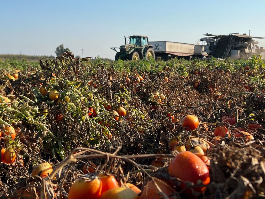 During the harvesting season, truckloads of tomatoes are driven straight from the farm to plants where they are tested, cleaned and processed within hours of being picked.