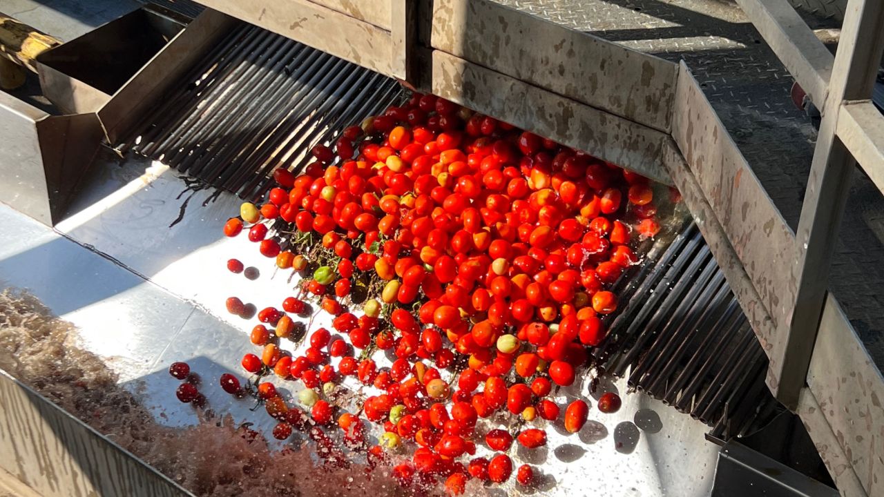 Tomatoes are water and labor-intensive to grow and require more water for cleaning before being cooked.