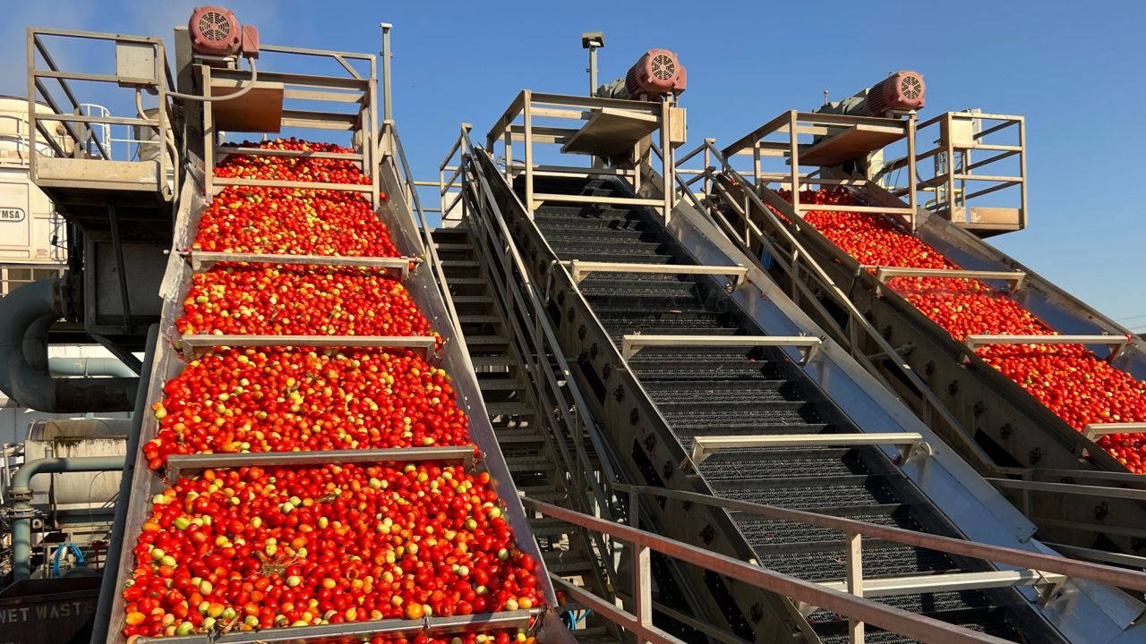 These California tomatoes being processed at Ingomar Packaging Co. in Los Banos, California, will become ingredients in products like ketchup, soups, salsas and seasonings.