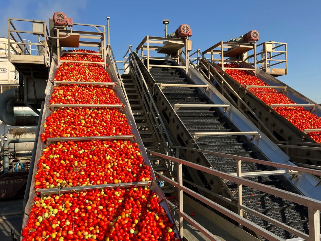 These California tomatoes being processed at Ingomar Packaging Co. in Los Banos, California, will become ingredients in products like ketchup, soups, salsas and seasonings.