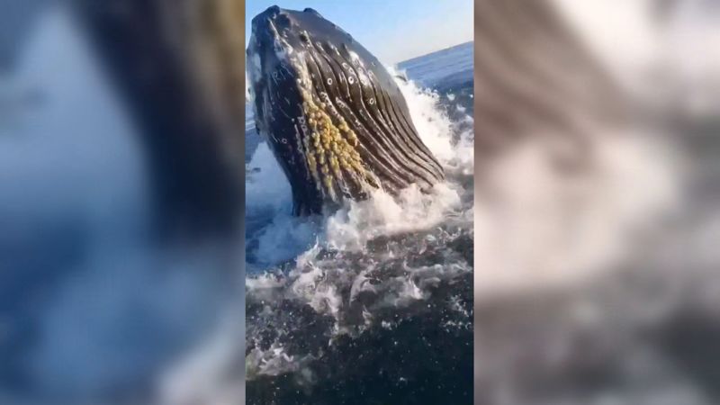 hear-son-s-colorful-reaction-after-a-whale-interrupted-fishing-trip-with-his-father-or-cnn