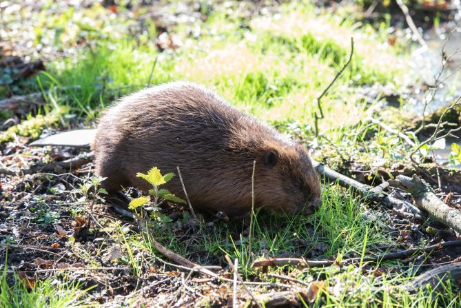 "We know that rewilding can restore ecosystems and grow the range and abundance of different species in an area, but it also has a much wider-reaching role in making cities greener, healthier and more resilient to the impacts of climate change," says Shirley Rodrigues, London's deputy mayor for the environment.