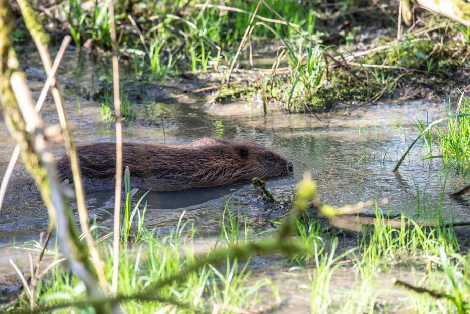 Elsewhere in London, local authorities and activists have reintroduced beavers to the city for the first time in centuries.