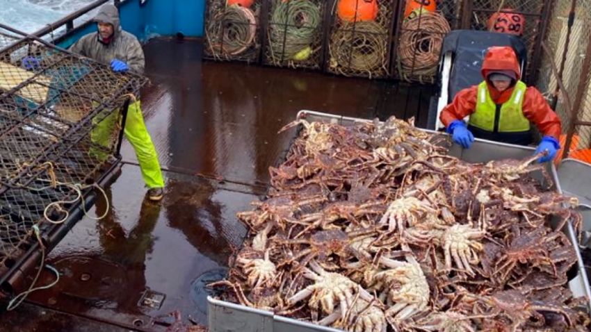 Hear how fishermen are being impacted by the cancellation of snow crab  season in Alaska
