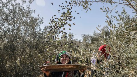 Palestinian farmers and activists pick olives during harvest season at a grove in Khan Yunis in the southern Gaza Strip on Sunday.  