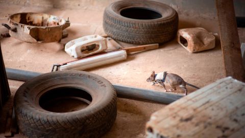 APOPO trains the rats at its base in Tanzania, in rooms that replicate the debris and rubble of disaster zones.