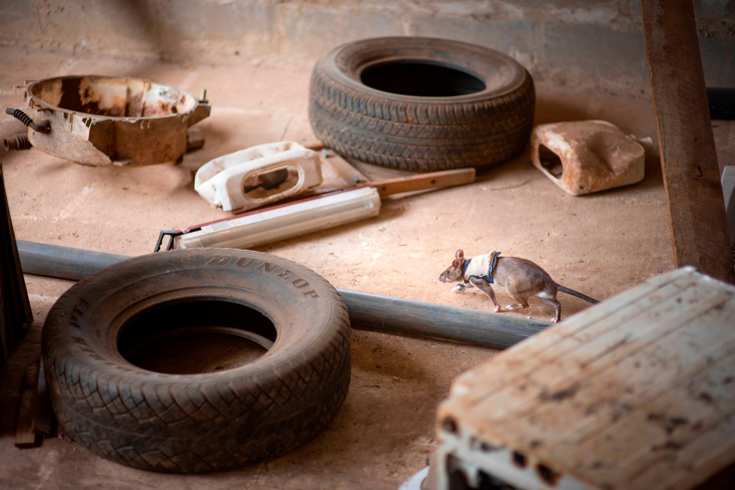 Rats with backpacks could help rescue earthquake survivors | CNN