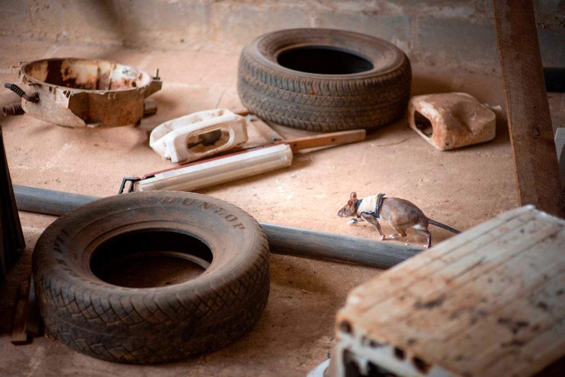 APOPO trains the rats at its base in Tanzania, in rooms that replicate the debris and rubble of disaster zones.