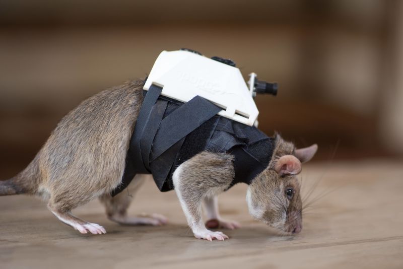 Training sales pet rats