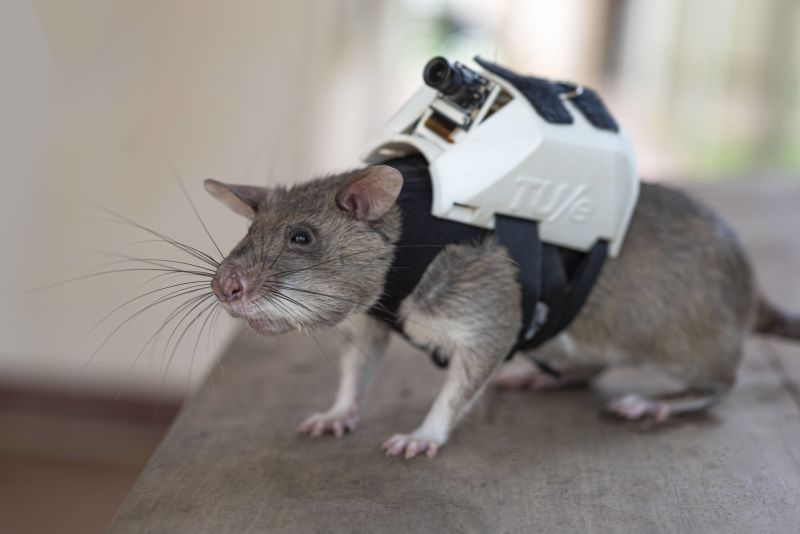 Rats with backpacks could help rescue earthquake survivors | CNN
