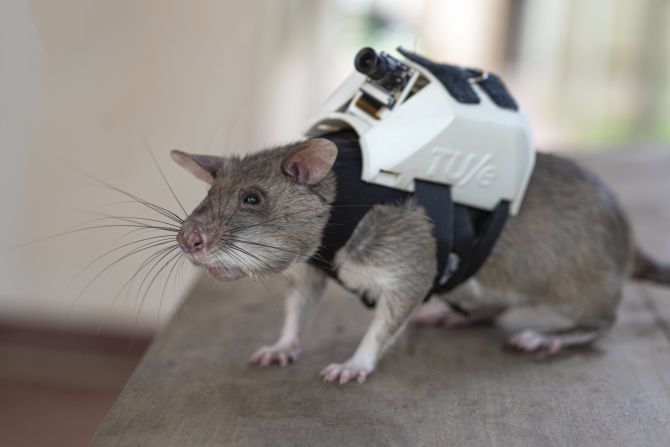 Earthquakes, flooding and hurricanes can cause enormous damage to infrastructure and trap people inside collapsed buildings. A new project from Belgian non-profit APOPO is training rodents to search the rubble of disaster zones for survivors, and kitting them out with tiny, high-tech backpacks to help first responders communicate with them.