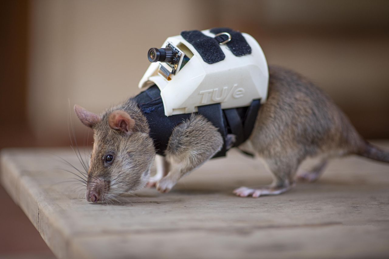 Seven rats are currently being trained for search and rescue at APOPO's base in Tanzania. APOPO uses African Giant Pouched Rats, which have a longer lifespan in captivity of around eight years, compared to the four years of the common brown rat. 