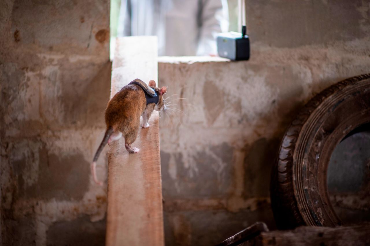When a rat finds a target, it has to pull a switch on its vest to alerts the trainer. The trainer then triggers a beeping sound, which signals the rat to return to the same point it was released from.