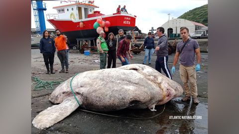 The heaviest bony fish in the world is a giant sunfish of 2,744 kilograms discovered in the Azores archipelago.