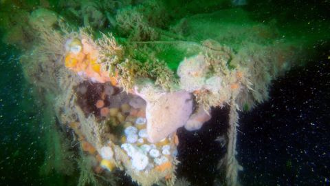 Torn deck plating and microbial colonies seen on the wreck of the V-1302 John Mahn, a German patrol boat that was bombed during World War II and sank in the North Sea. 