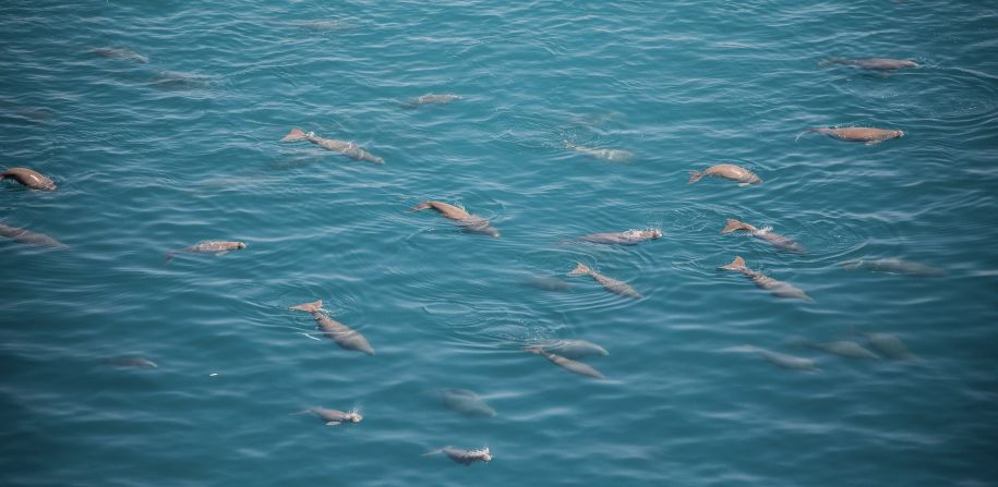 Dugongs are the ocean's only herbivorous mammal and closely related to manatees, although they are more skittish in nature and avoid human contact.