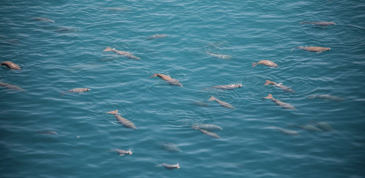 Dugongs: the aquatic mammals that inspired mermaids | CNN