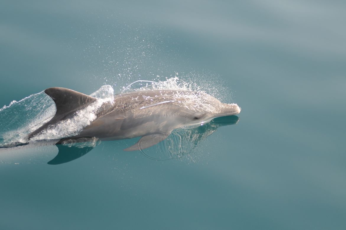 Dugongs: the aquatic mammals that inspired mermaids | CNN