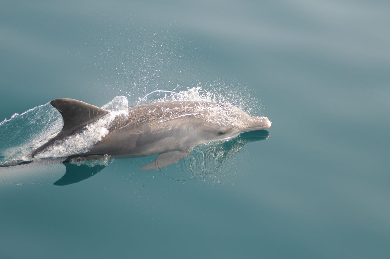 A bottlenose dolphin in Abu Dhabi. The mangrove restoration program, while targeted mainly at dugongs, will have positive cascade effects on dolphins, turtles and hundreds of species of fish, as well as coral reef habitats.