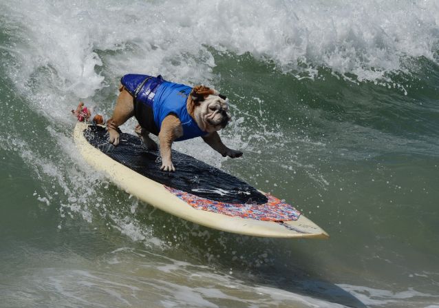 <strong>Dog surfing:</strong> Surf culture has extended its appeal to canine society. The <a href="index.php?page=&url=http%3A%2F%2Fwww.surfdogchampionships.com" target="_blank" target="_blank">World Dog Surfing Championships</a> have been<strong> </strong>held annually since 2016 in the San Francisco Bay Area for charity. 