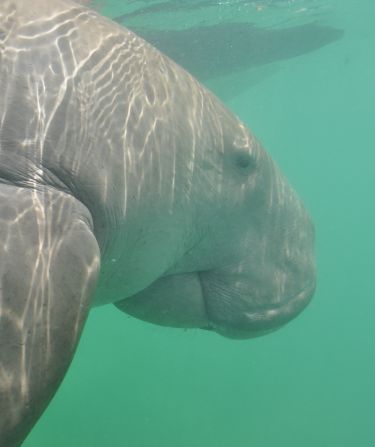 Dugongs can live longer than 70 years, reach a length of seven to 11 feet and weigh between 500 and 925 pounds.