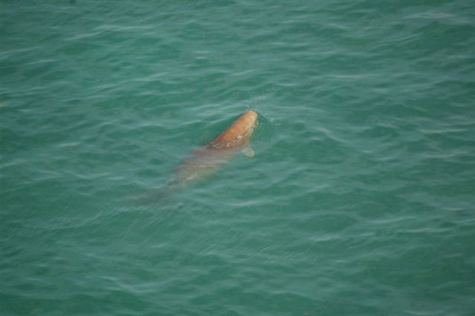 The Persian Gulf hosts the world's second largest dugong population, after Australia. About 3,000 dugongs live in Abu Dhabi's coastal areas, where they are benefiting from a conservation program that's restoring coastal ecosystems.