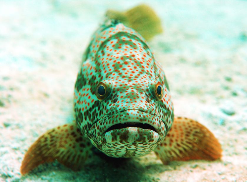 An orange-spotted grouper, known locally as Hamour, a coral reef predator fish that is near threatened due to habitat loss and overfishing. It's one of about 500 species of fish in Abu Dhabi that will benefit from the restoration program.
