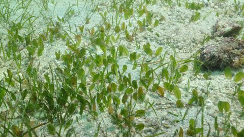 Dugongs feed almost exclusively on seagrass, such as this type of seagrass, commonly known as dugong grass or spoon grass.