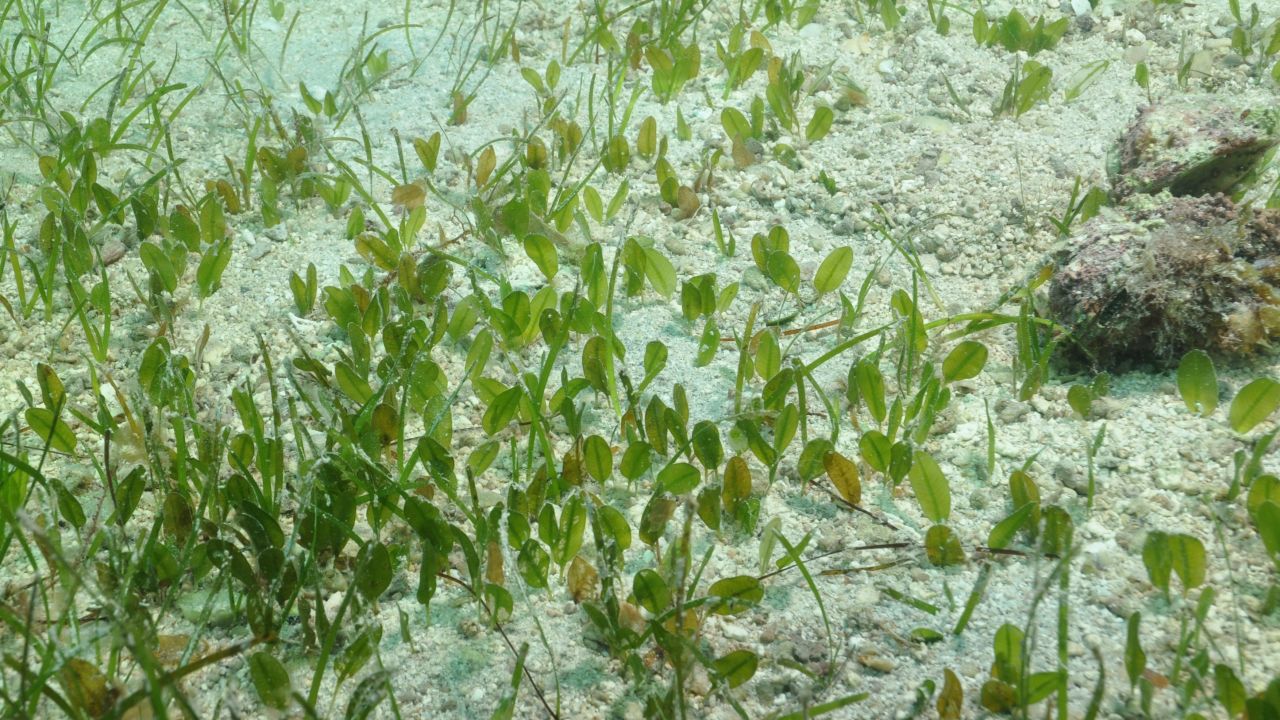 Dugongs feed almost exclusively on seagrass such as this one, commonly known as dugong grass or spoon grass.