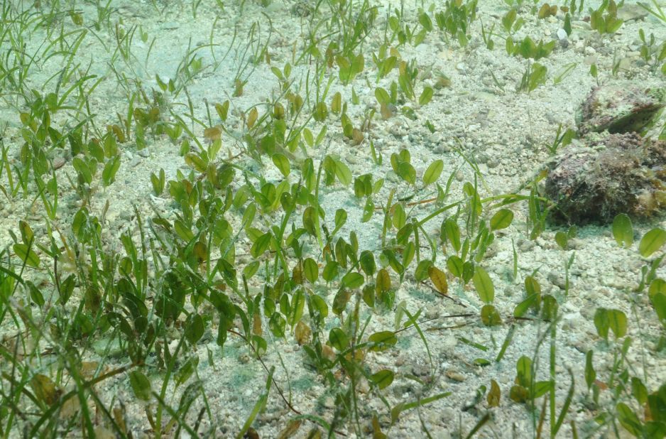 Dugongs feed almost exclusively on seagrass such as this one, whose scientific name is Halophila ovalis — although it's commonly known as dugong grass or spoon grass.