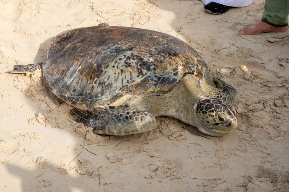 A green turtle, locally known as sheeri -- one of the largest sea turtle species in the world. It's one of a number of species of sea turtles that live in the waters of Abu Dhabi, which has protected their habitats by federal law since 1999.