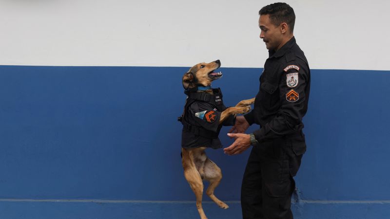 Brazil’s police rescue dog becomes an internet sensation