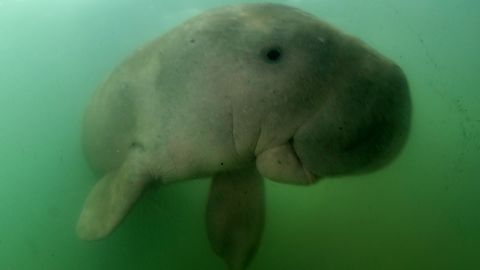 About 3,000 dugongs live off the coast of Abu Dhabi.