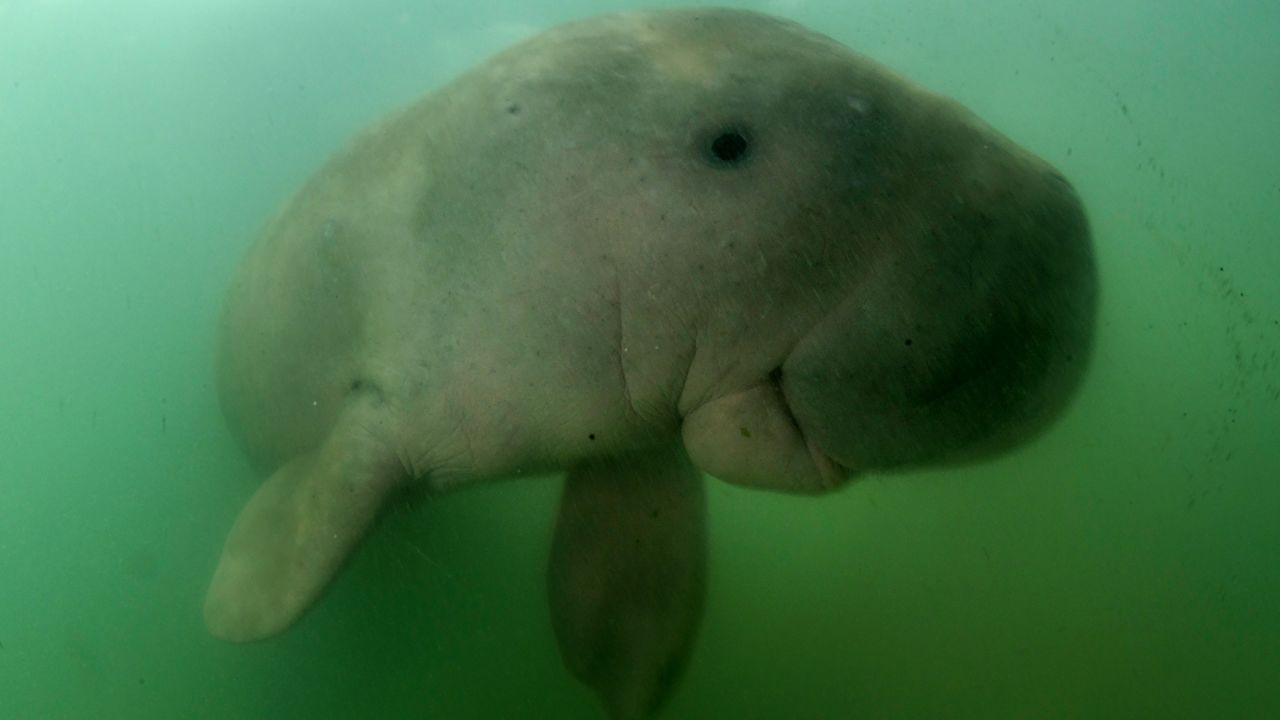 About 3,000 dugongs live in Abu Dhabi's coastal areas.