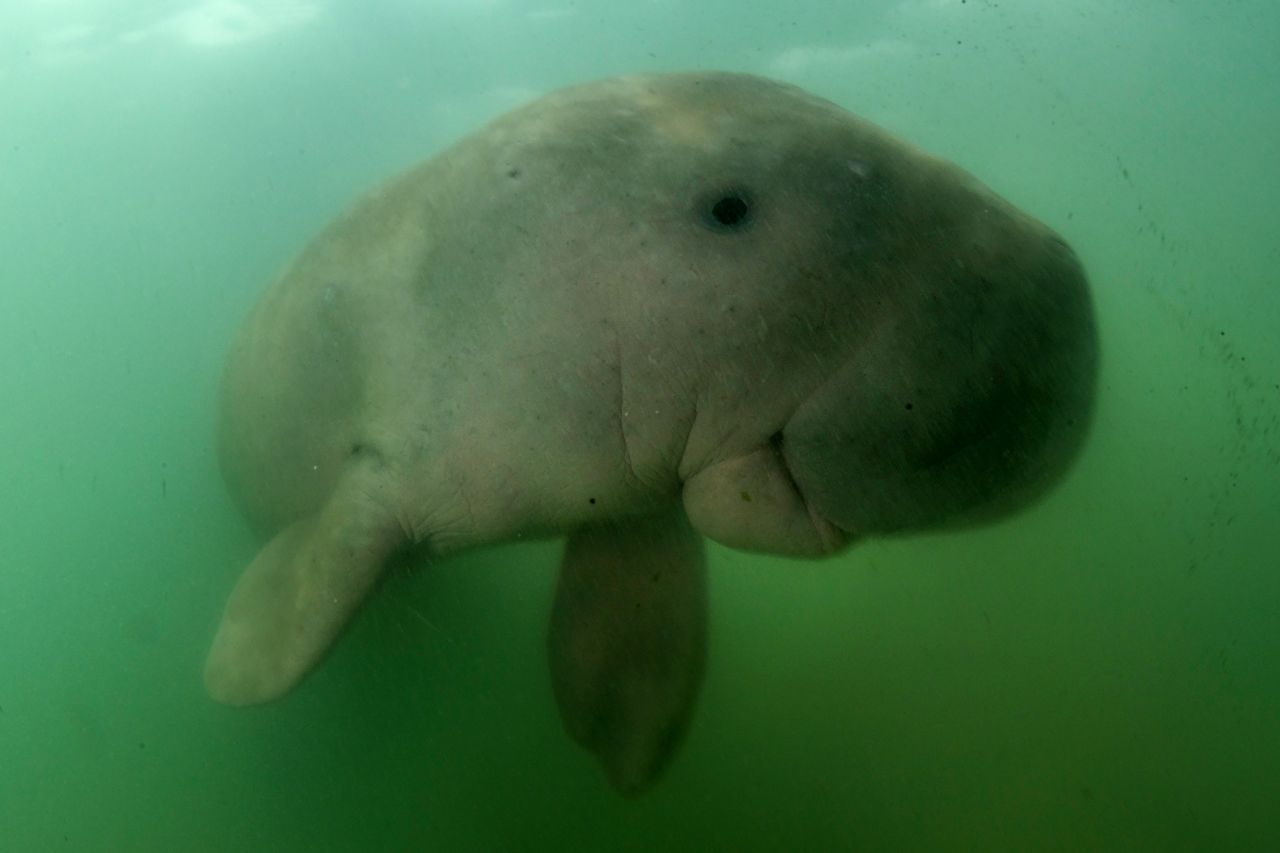 A dugong in the waters around Libong island, in southern Thailand. In some cultures across Southeast Asia, dugongs are believed to have originally been human or part-human, and to cry when they are butchered or beached.