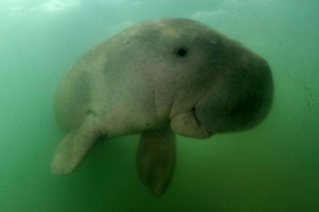 About 3,000 dugongs live in Abu Dhabi's coastal areas.