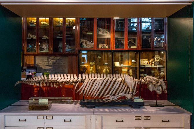 A dugong skeleton at London's Grant Museum of Zoology, showing distinct mammalian morphology. The dugong's closest land relative is the elephant.