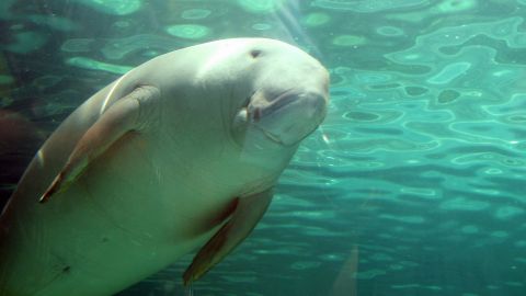Dugongs can live more than 70 years, grow 7 to 11 feet in length, and weigh between 500 and 925 pounds.