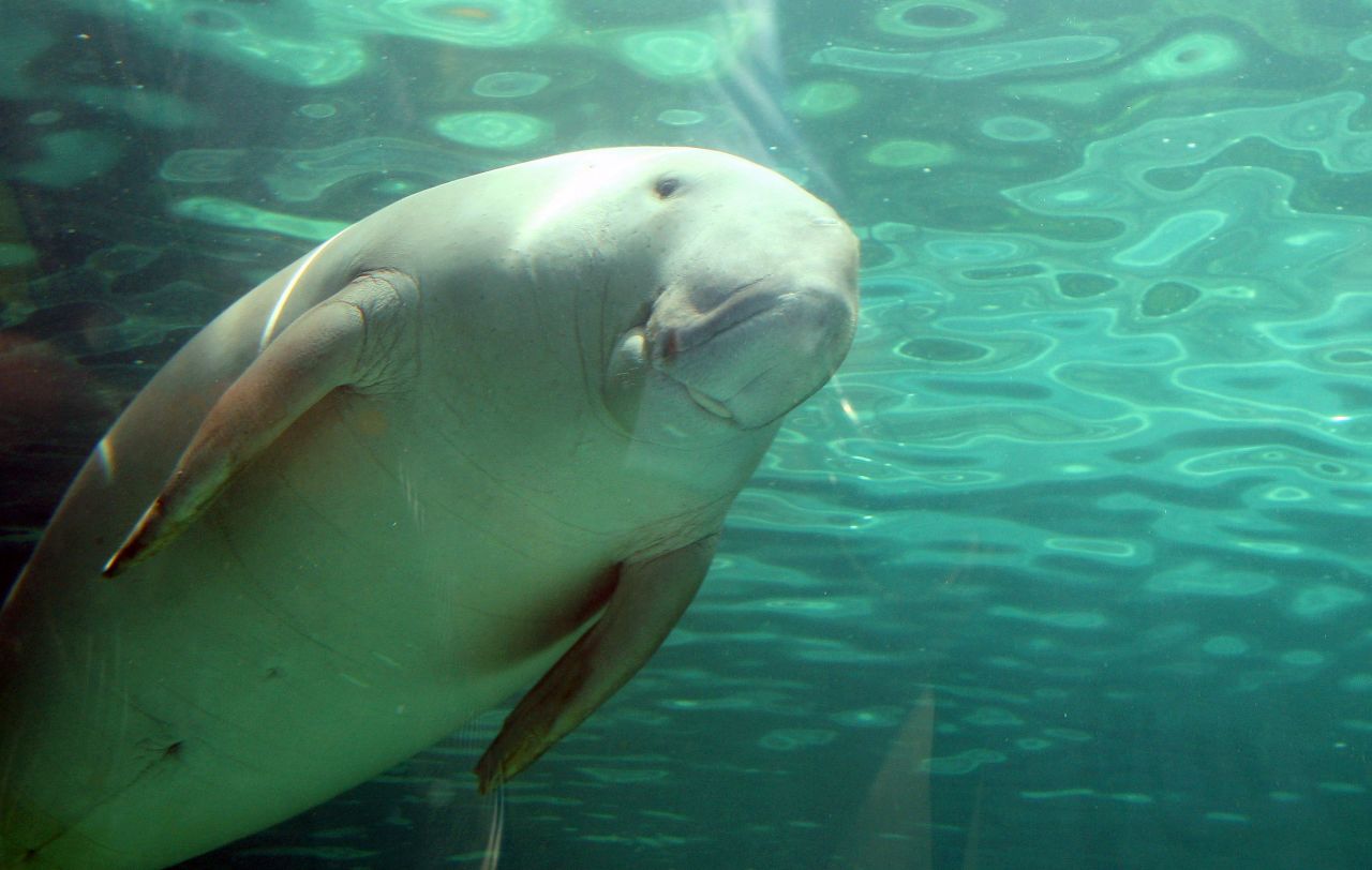 A dugong at Sydney Aquarium. The animals are classed as vulnerable by The International Union for Conservation of Nature (IUCN), mostly due to habitat loss.